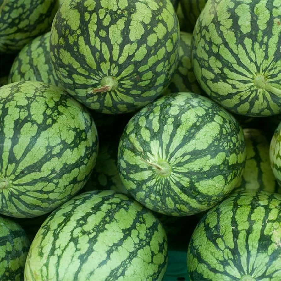 25 Fresh New Harvest of Sweet Dixie Queen Watermelon Seeds-B 26