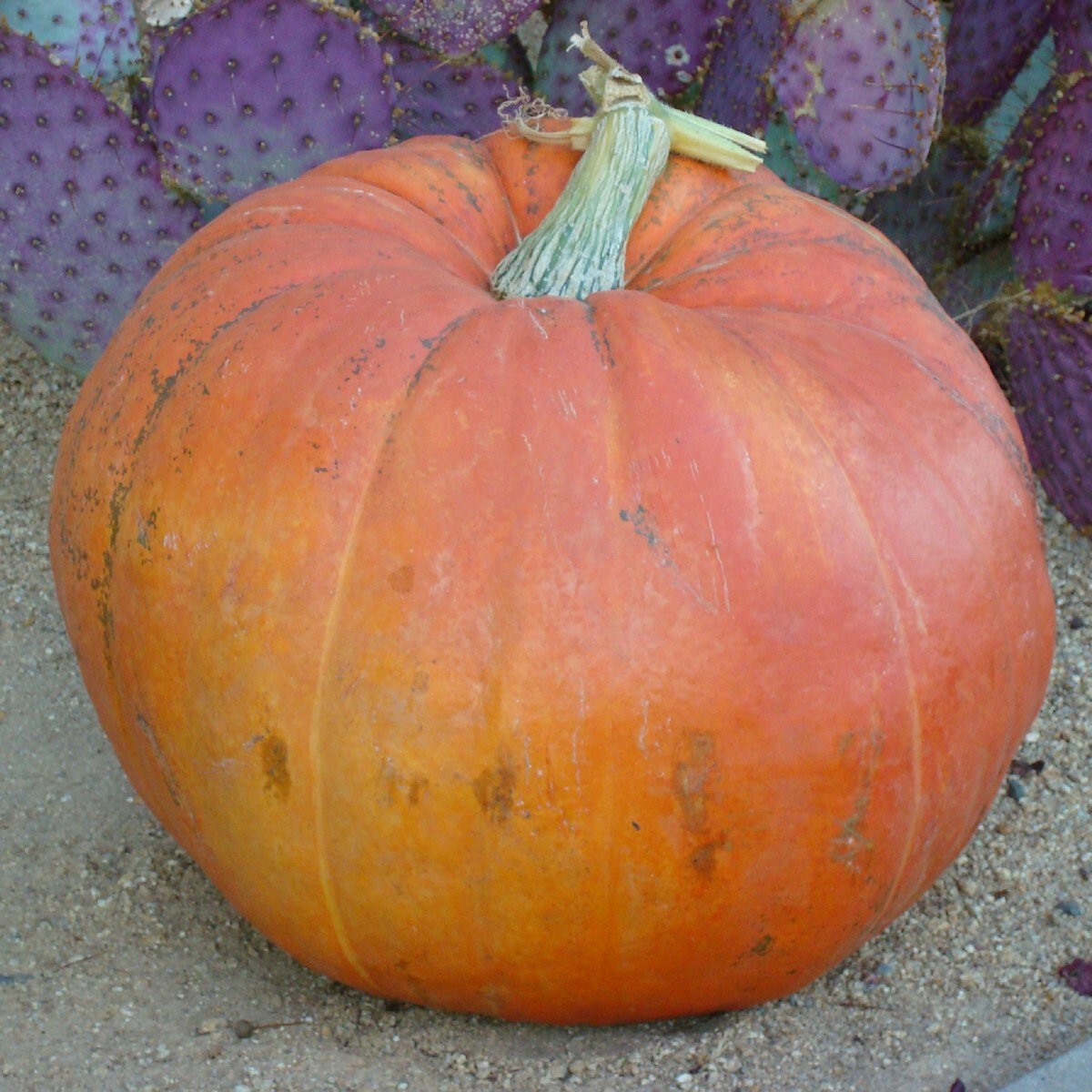 1/4 Lb Big Max Pumpkin Seeds – Everwilde Farms Mylar Seed Packet