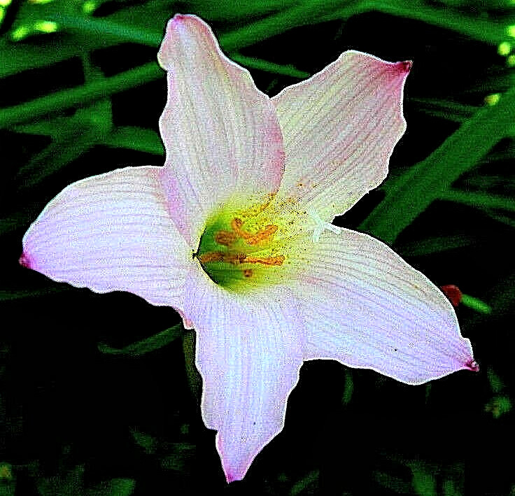 Rain Lily zephyranthes 10 LIVE plants purple large bulbs with roots & leaves lot