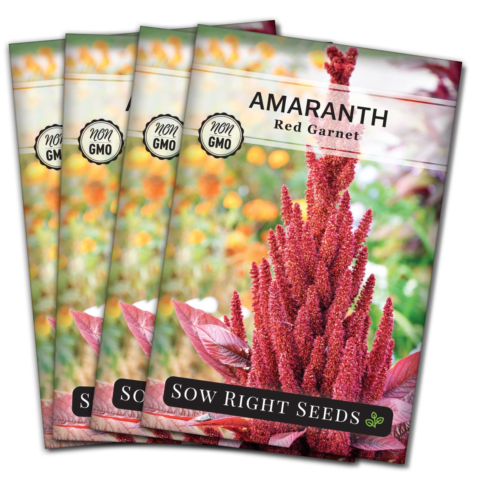 Red Amaranth Seeds Heirloom Non GMO Garden Vegetable Plant Grain Edible Leaves 4
