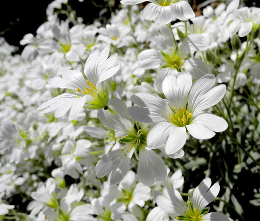 SNOW IN SUMMER WHITE GROUND COVER Cerastium Tomentosum – 100,000 Bulk Seeds