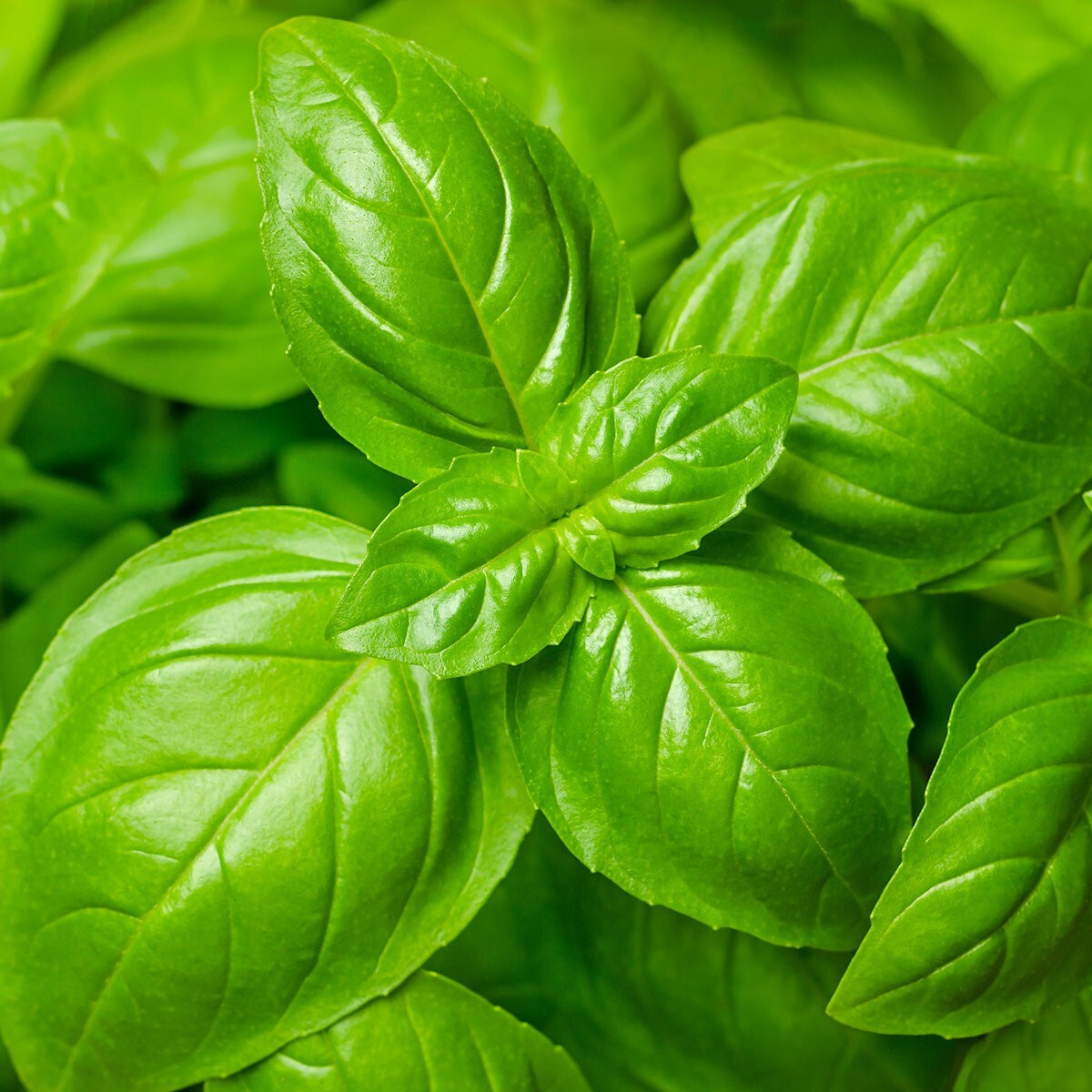 1 Oz Genovese Basil Herb Seeds – Everwilde Farms Mylar Seed Packet