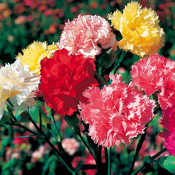 Chabaud Mix Carnation Seeds | 50 – 1,000 Seeds | Free Shipping | 1249