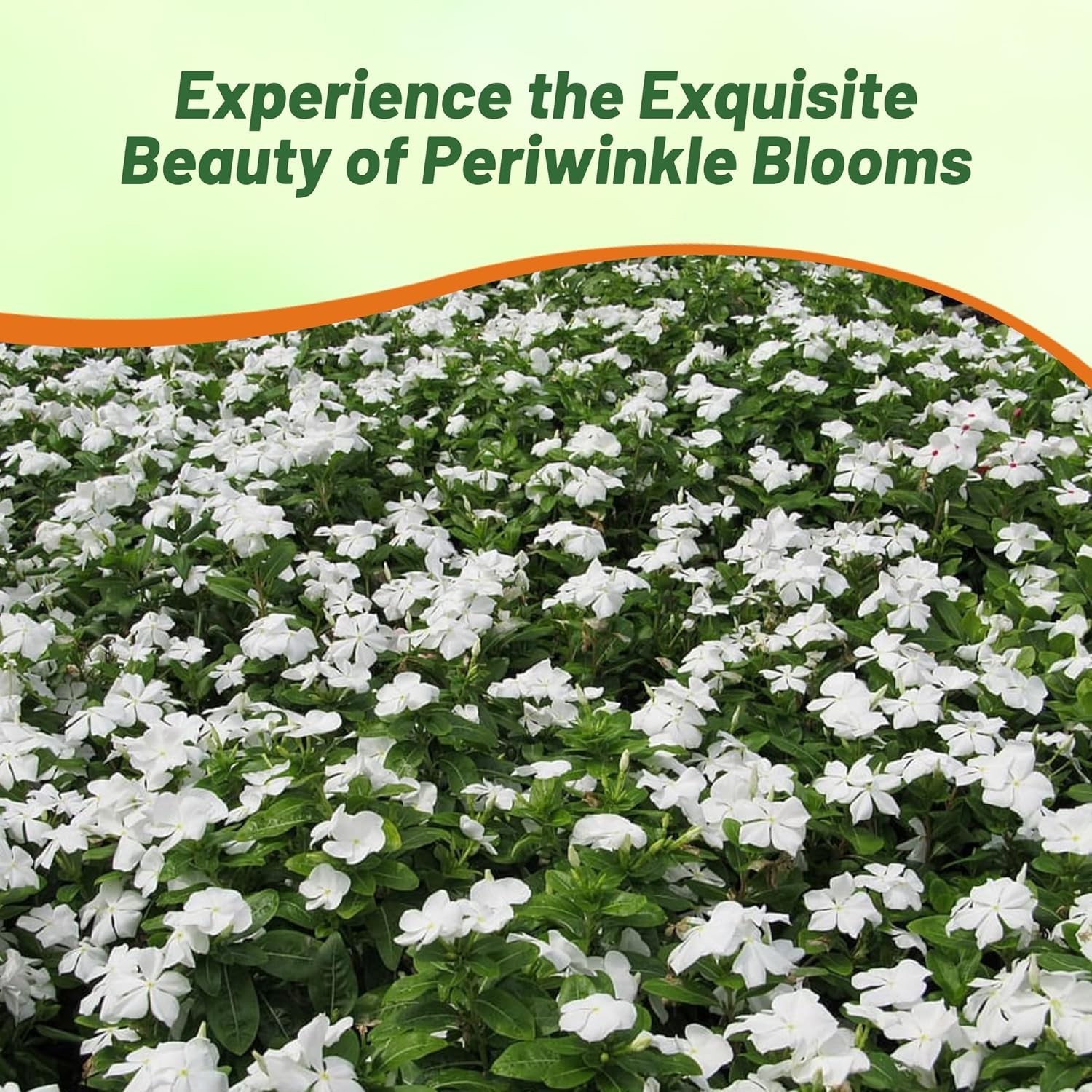 Outsidepride White Periwinkle Seeds for Planting – 2000 Pcs Annual, Fast-Bloomin