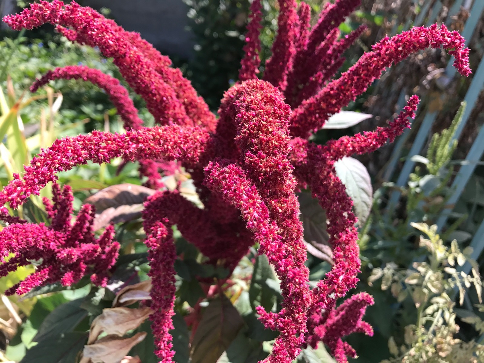 1000+ S. California Garden Organic Grown Red Amaranth Veggies Seeds