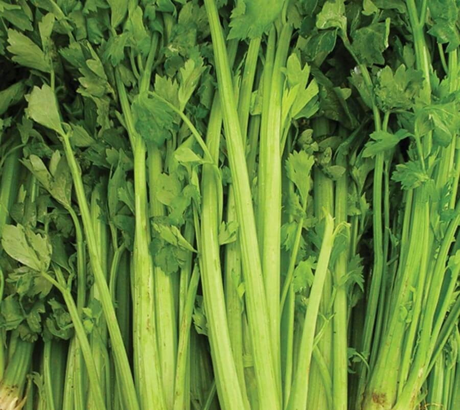 Tall Utah 52-70 Celery 250 Seeds Salad Soup Vegetable Seeds