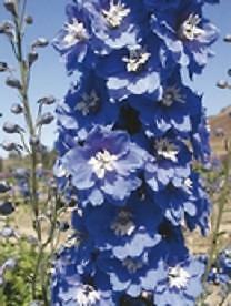 Delphinium Magic Fountain Mid Blue-White Bee 1,000 seeds