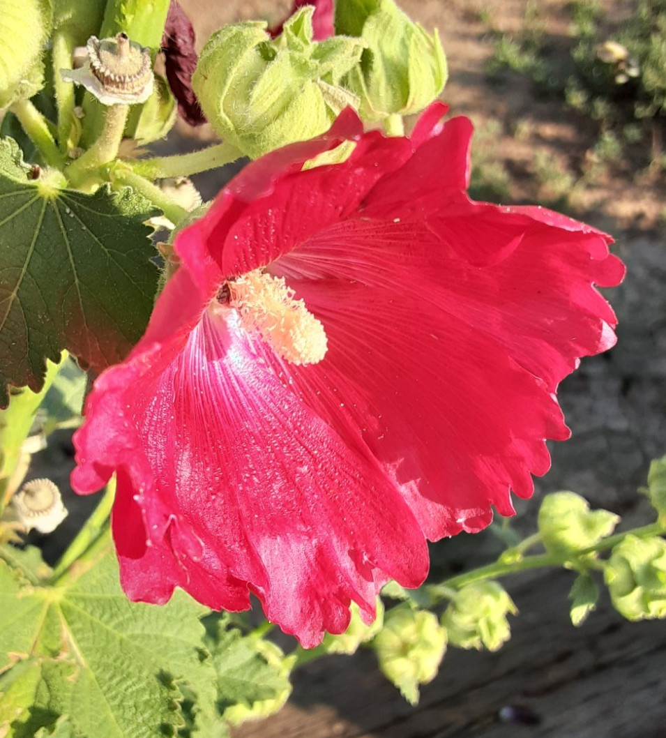 200+ Hollyhock seeds – Red, Perennial, 2nd Gen. Dry + high elevation HARDY