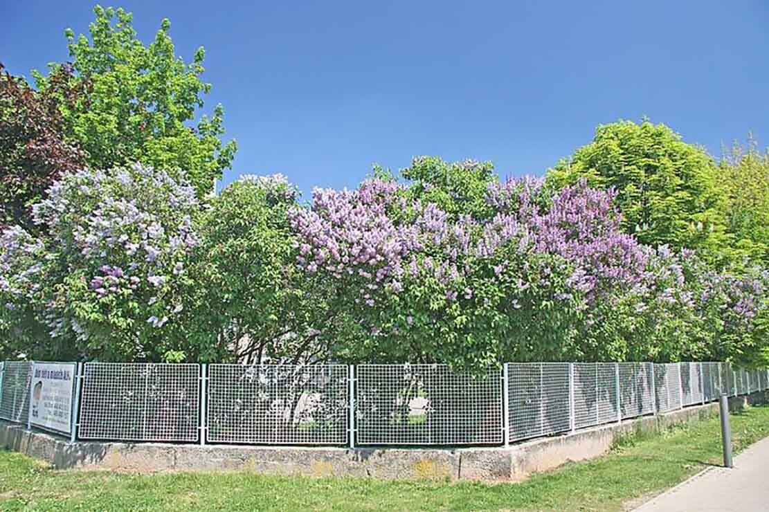 French Lilac, Syringa vulgaris, Shrub Seeds (Fast, Showy, Fragrant, Hardy)