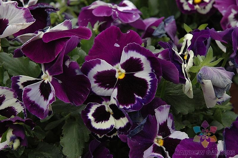 200+ Viva La Violet Pansy (Viola) Seeds for Garden – USA – FREE SHIPPING!