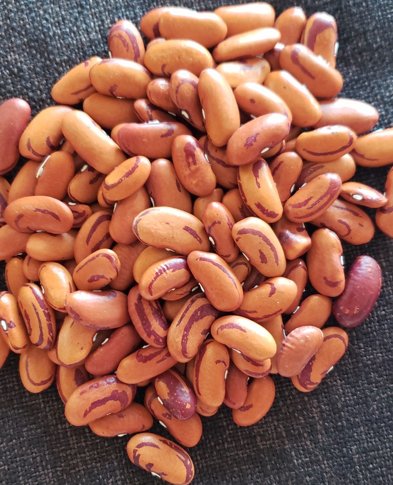 50 Seeds TIGER’S EYE Beans Bush Shell or Dry Heirloom