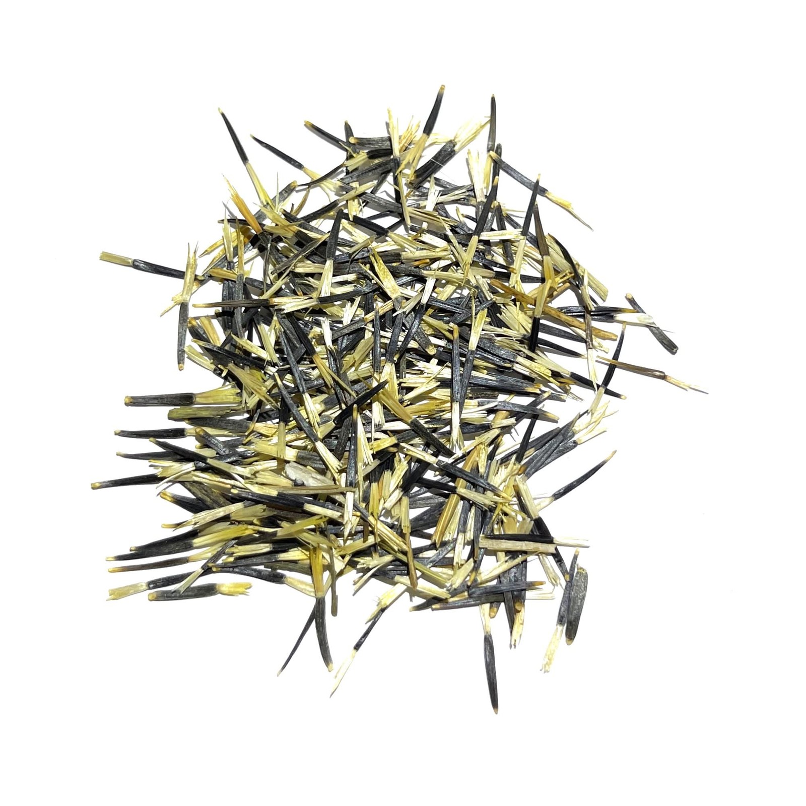 Bolero Marigold Seeds For Planting (Tagetes erecta)