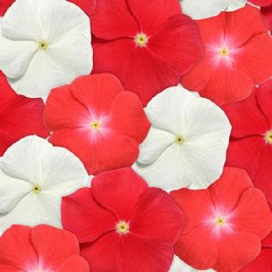 Vinca Seeds Pacifica XP Salsa Mix Flower Seeds 50 Seeds