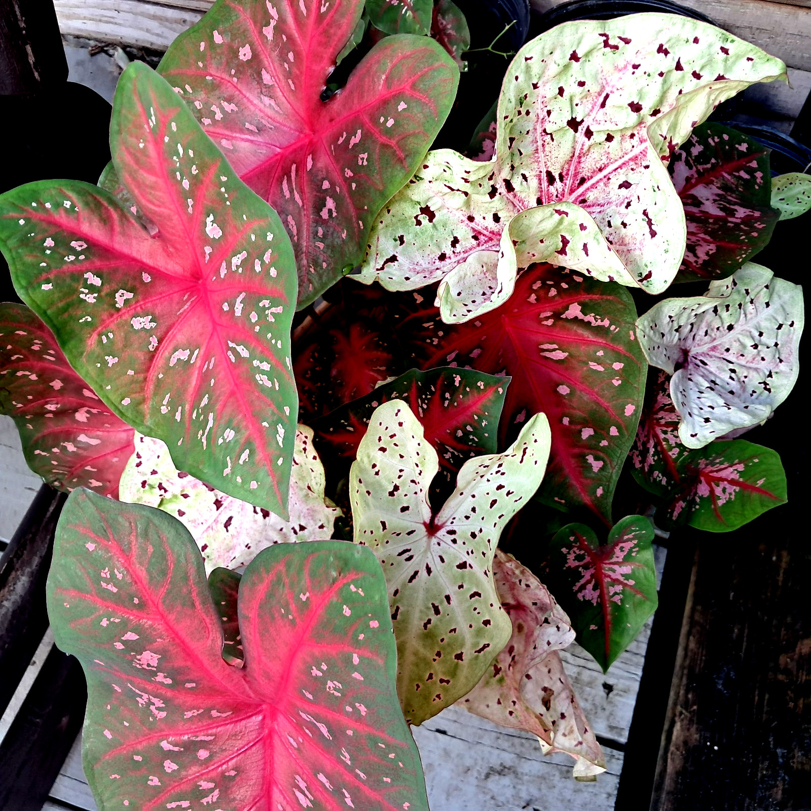 Caladium Bulbs for Planting , Mix 7 Bulbs Multi Colors from Florida