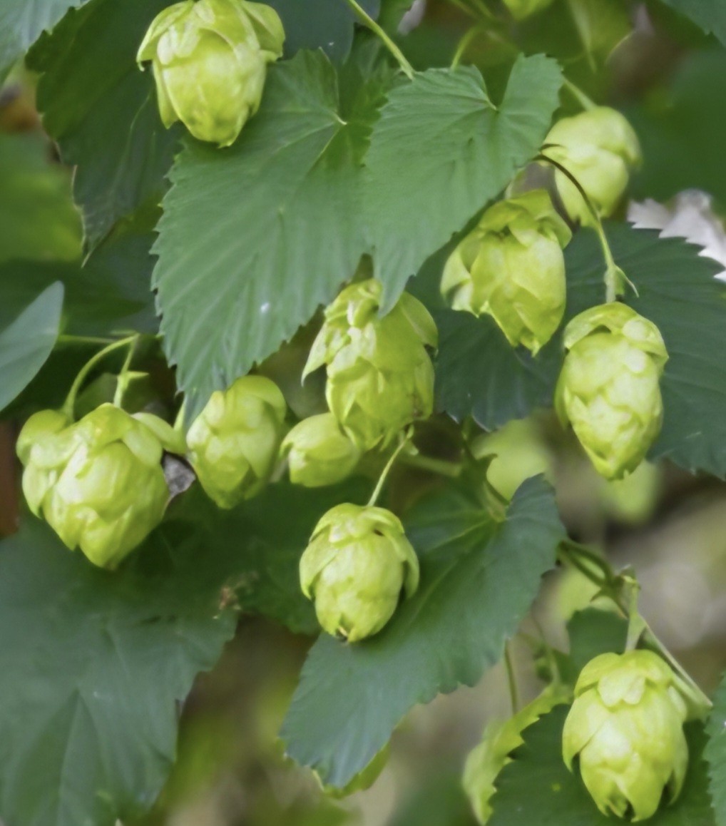 Hops SEEDS, (humulus lupulus)
