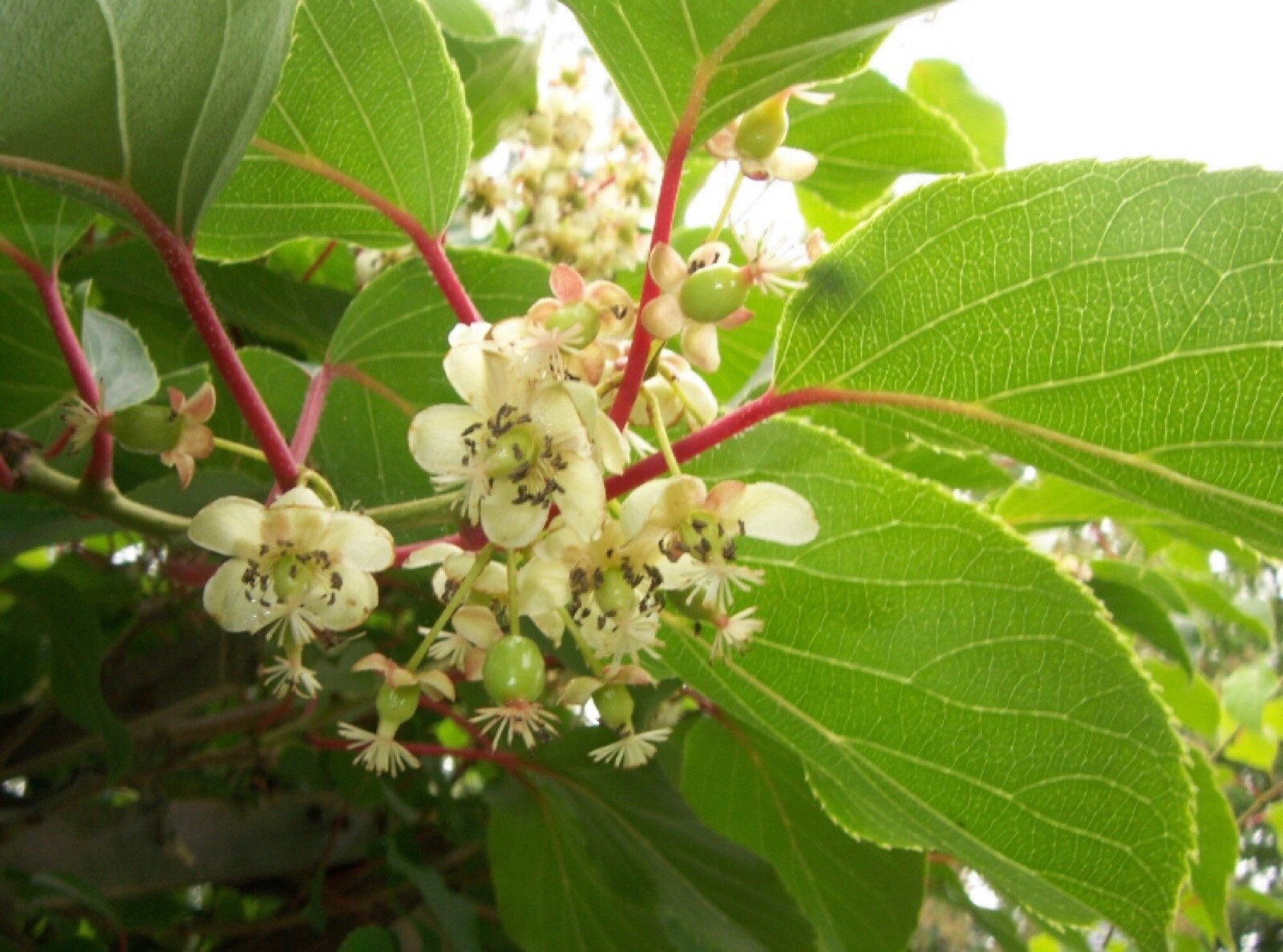 One plant of Ananasnaya (Anna) Female Hardy Kiwi (organic)