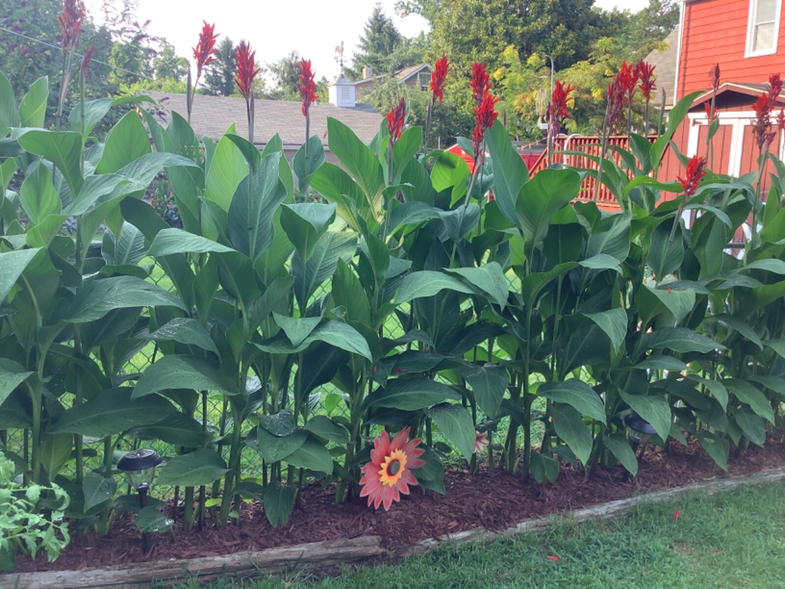 Lot Of (10)Canna Bulbs Red Jumbo Plants 6′–8′ Green Leaf 2024 Bulbs Ships FREE