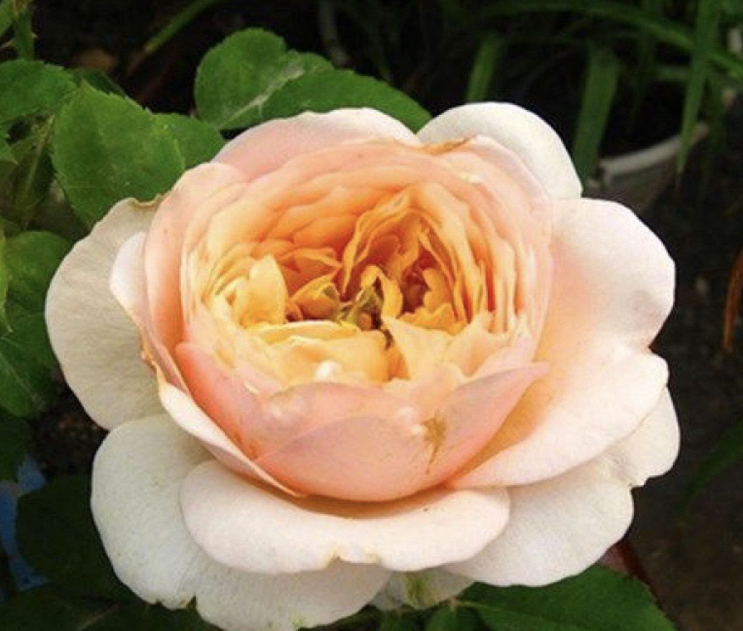 (10) CLASSIC ROSE SEEDS perennial flower garden plant bush tea USA SELLER TRACK