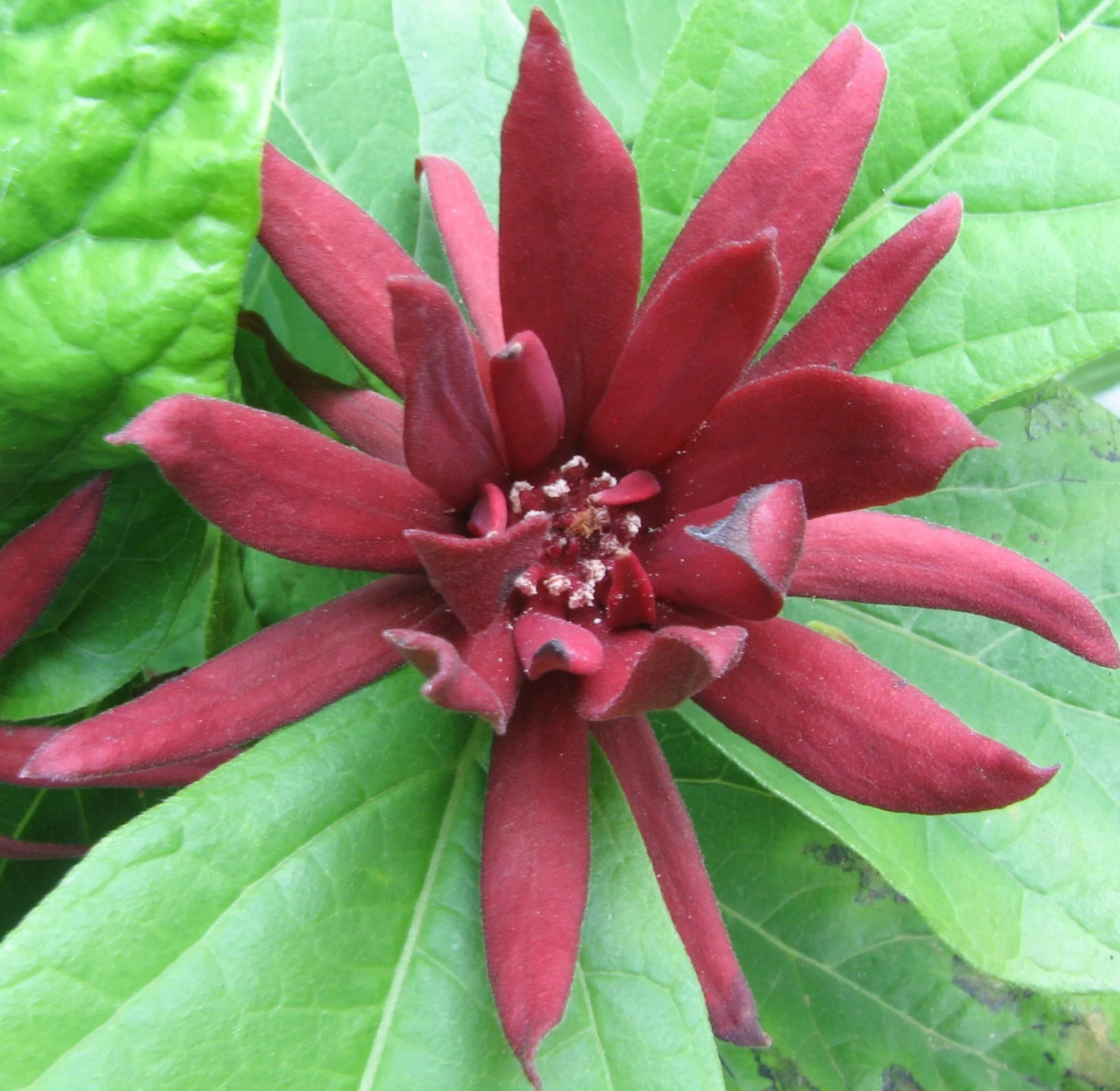 5 Sweet Shrub 12-24″ Calycanthus floridus Bare Root