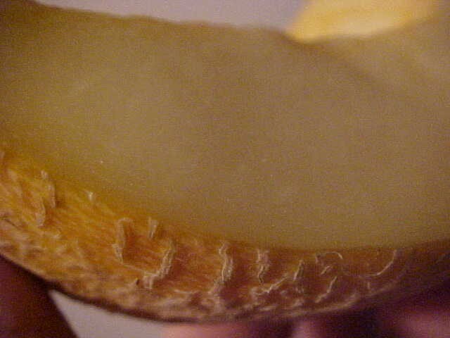 WORLD KNOWN 12 SEEDS “PECOS” CANTALOUPE MELON, SAID TO BE SWEETEST CANTALOUPE