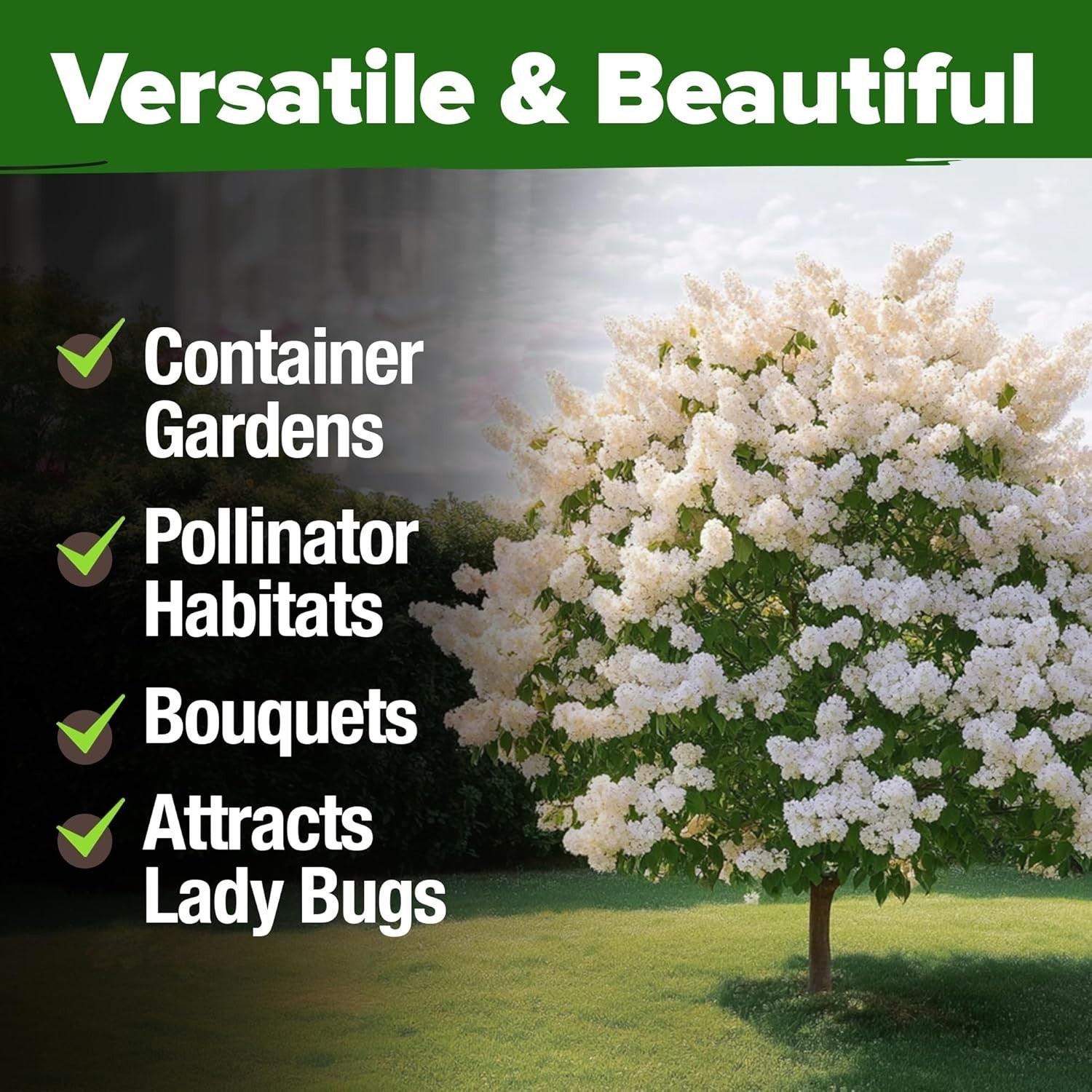 Pollinator-Friendly White Lilac Seeds – 53 Non-GMO Heirloom Trees for All Zones