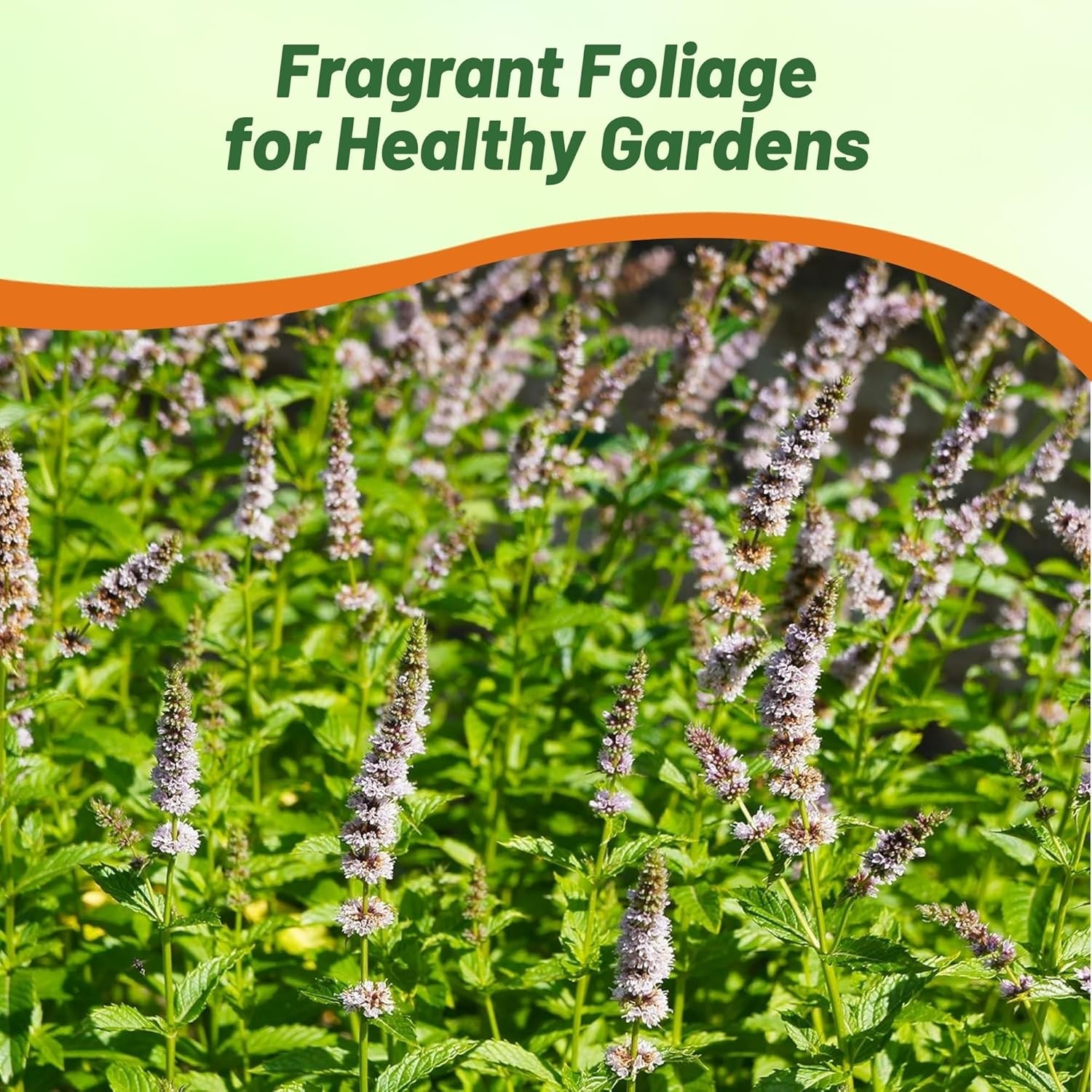 20000 Seeds Spearmint Seeds – Mentha Spicata Spearmint Herb Seed