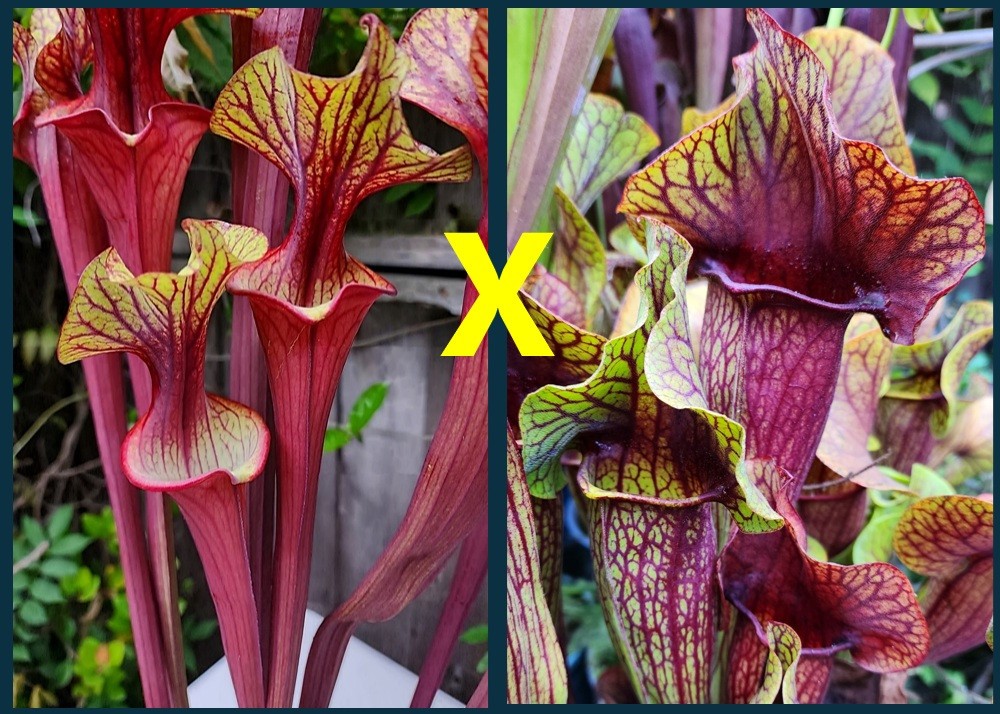 2025 SARRACENIA SEEDS: (ALUCARD X DOREEN’S COLOSSUS) X CATESBAEI ORNATE RED