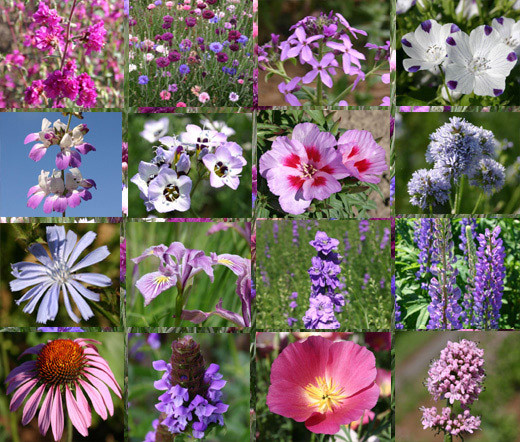 WILDFLOWER MIX PURPLE – 1 Oz Bulk Seeds