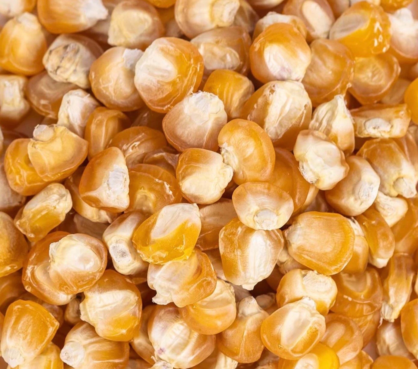 Golden Bantam Sweet Corn | Fresh Seeds | Non-GMO Heirloom, USA Seller 🇺🇸