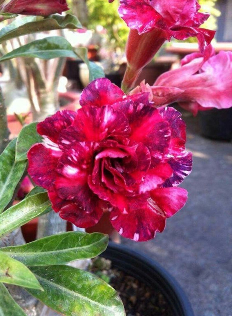 4 Magenta White Desert Rose Seeds Adenium Obesum Flower Perennial Seed US SELLER