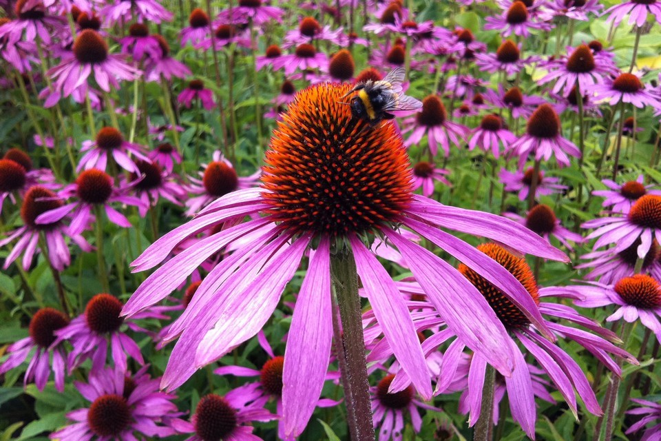 500 Echinacea Purple Coneflower Seeds Purpurea Medicinal Herb