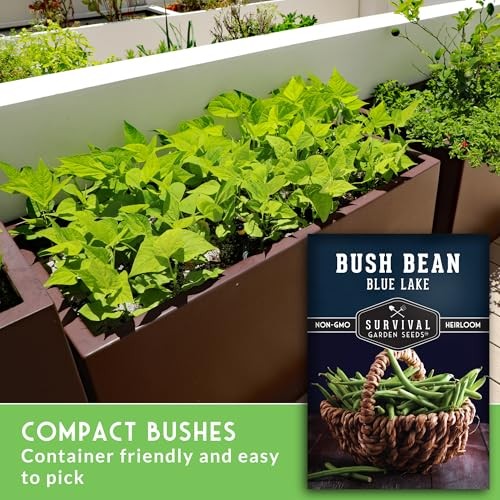 Blue Lake74 Bush Bean Seeds for Planting – Heirloom Non-GMO Green Beans – 2