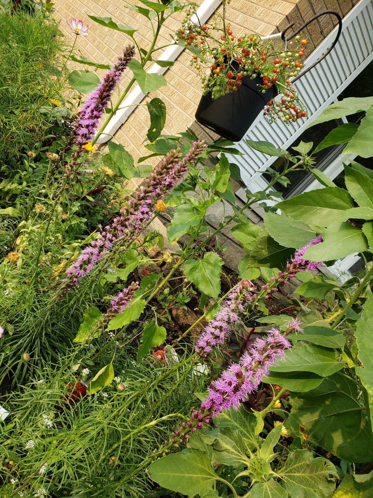 Blazing Star Seeds 50 Organic Seeds *Free Shipping*