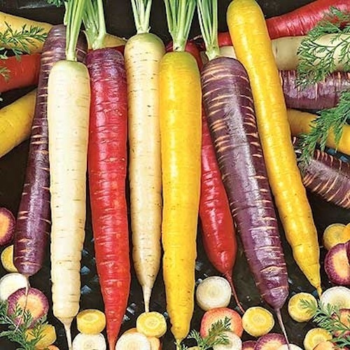 Rainbow Blend Mix Carrot Seeds | Heirloom | NON-GMO | Fresh Garden Seeds| 2024