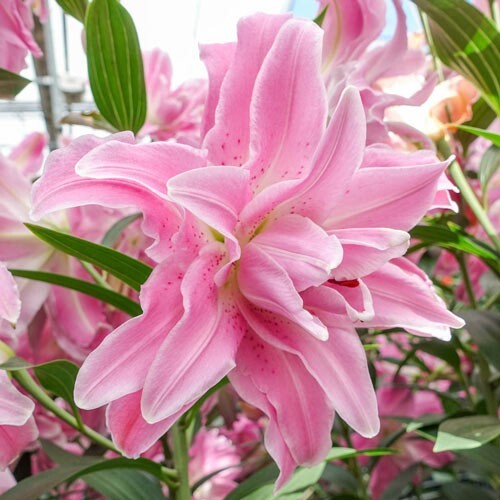 1 – LOTUS ELEGANCE Double Oriental Lily Flower Bulbs – VIVACIOUS & IMPRESSIVE