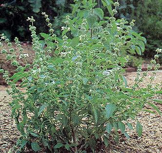 Basil Lettuce Leaf 2,000 seeds