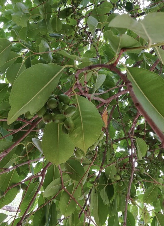 Jamun plant (Syzygium cumini) in Medium Coconut Coir Pot