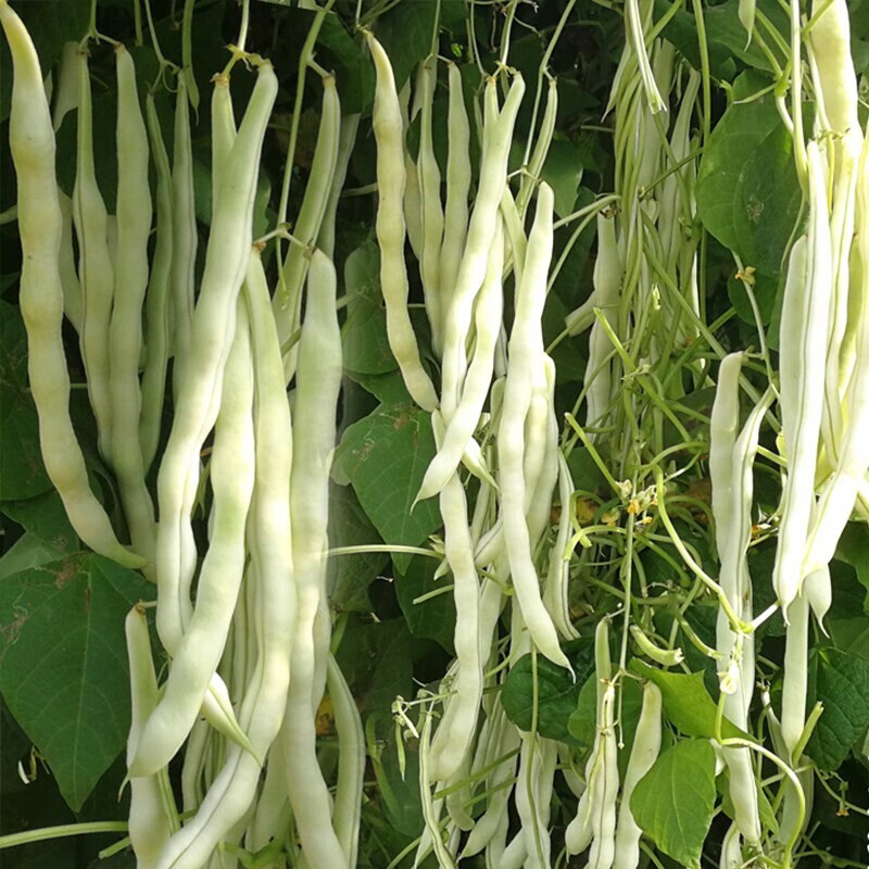 Bean -Tender White
