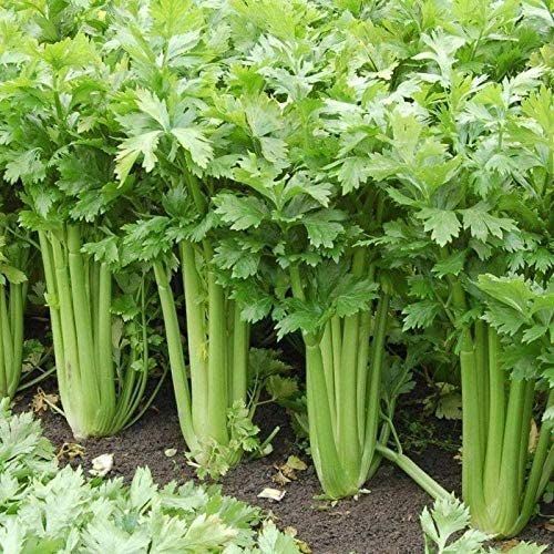 Tango Hybrid Celery Seeds (25+ Seeds)(More Heirloom, Organic, Non GMO, Vegetable