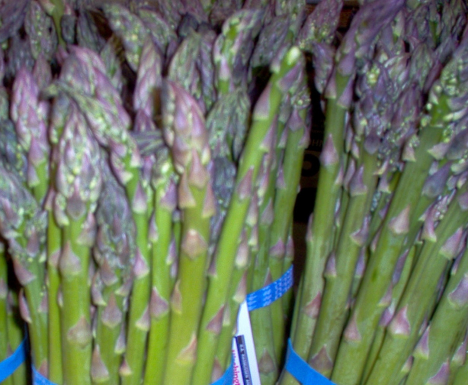 Asparagus- Mary Washington- 50+ Seeds for 2021 Combined Shipping $1.69/Order