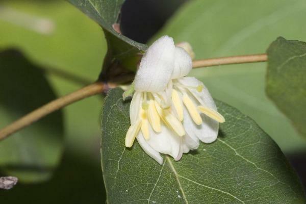 Lonicera fragrantissima | Chinese Honeysuckle | January Jasmine | 75 Seeds
