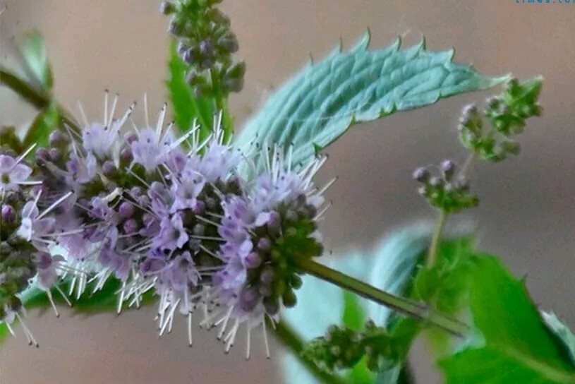 Pennyroyal (Mentha Pulegium) SEEDS