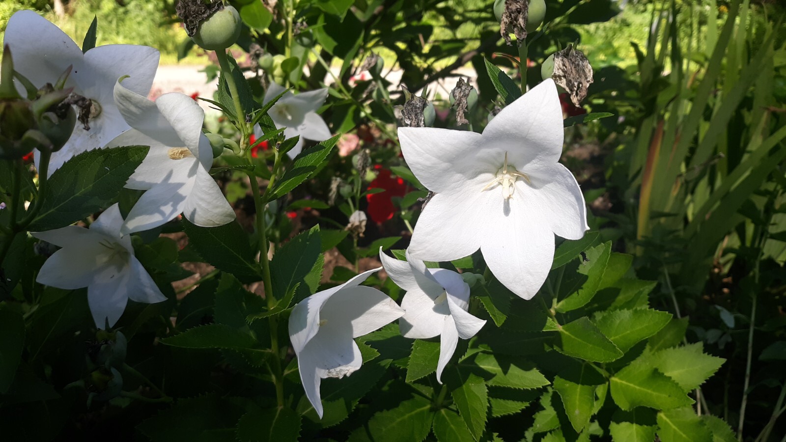 Platycodon grandiflorus, Balloon flower mix 35+ perennial seed