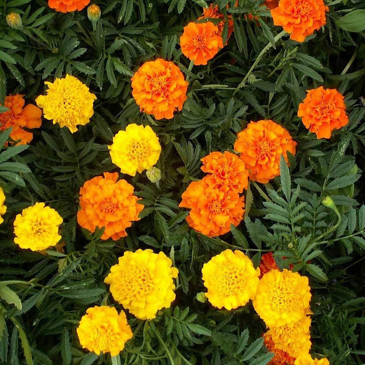 1 Oz Crackerjack African Marigold Wildflower Seeds – Everwilde Farms Mylar