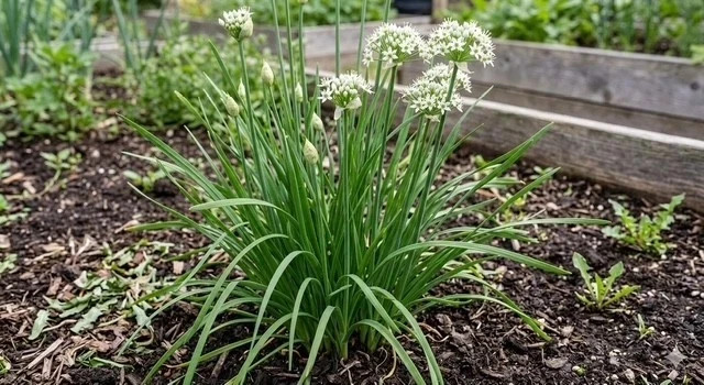 30 Garlic Chive  Roots, Organic, non-GMO