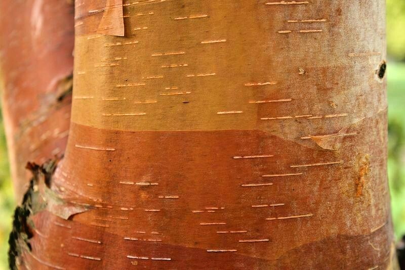 30 CHINESE PAPER BIRCH SEEEDS – Betula albo-sinensis