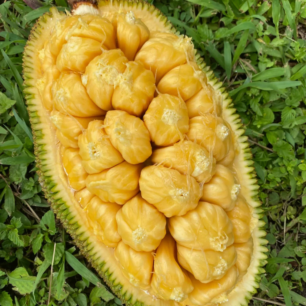 1 SUPER RARE (Artocarpus integer) Cempadak, Champedak plant Mit To Nu 8 ” – 12″