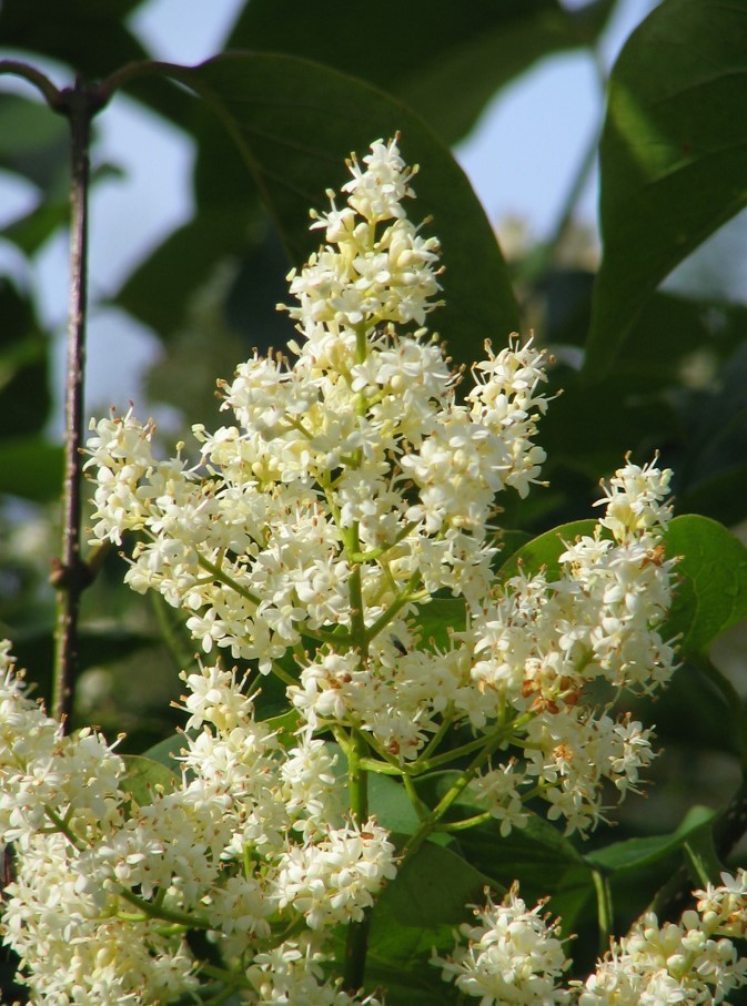 Syringa Reticulata 20 Seeds, Cold Hardy Fragrant Flowering Japanese Lilac Tree