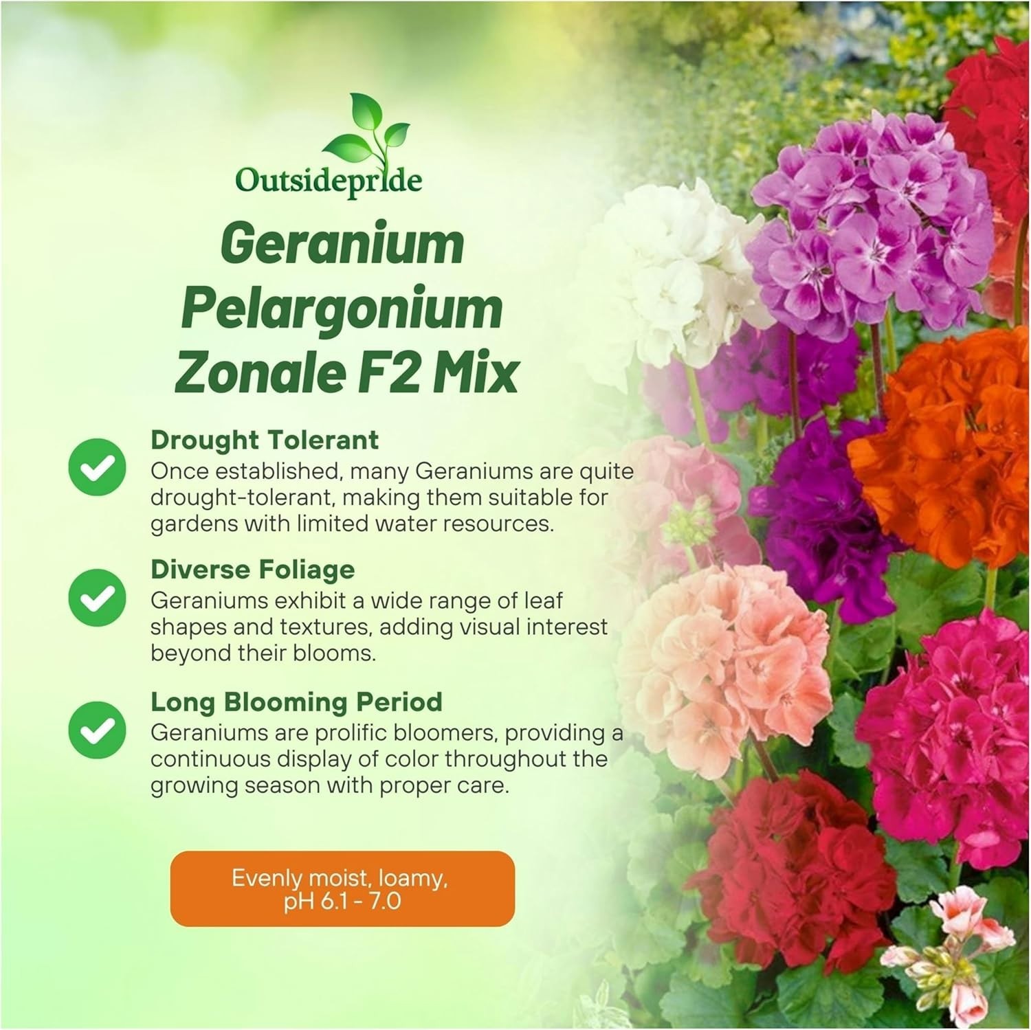 Geranium Flower Seeds Mix 100 Pack Annual for Pots Borders Summer Garden