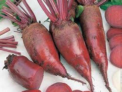 Beet Cylindra Great Heirloom Vegetable By Seed Kingdom 400 Seeds